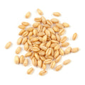 Soft White Wheat Berries 25 Pound Box P9261