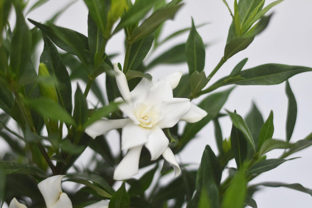 Frostproof Gardenia 1 Gallon V69802
