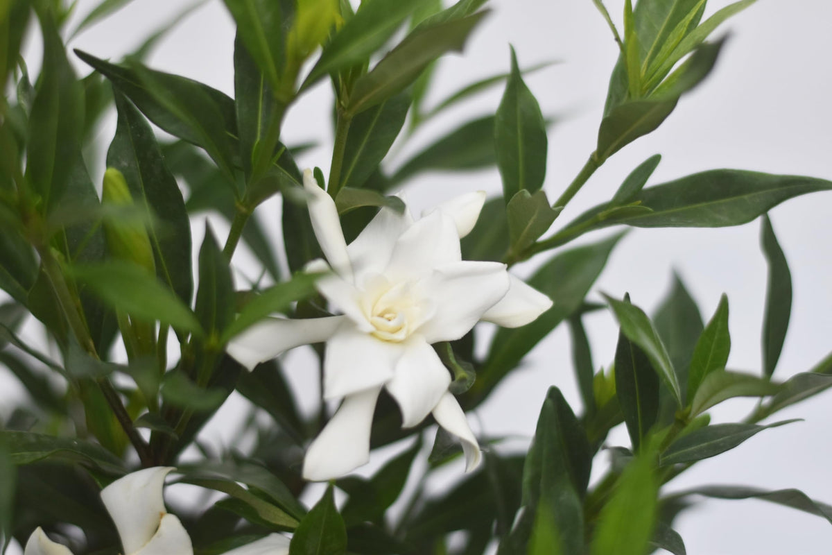 Frostproof Gardenia 1 Gallon V69802