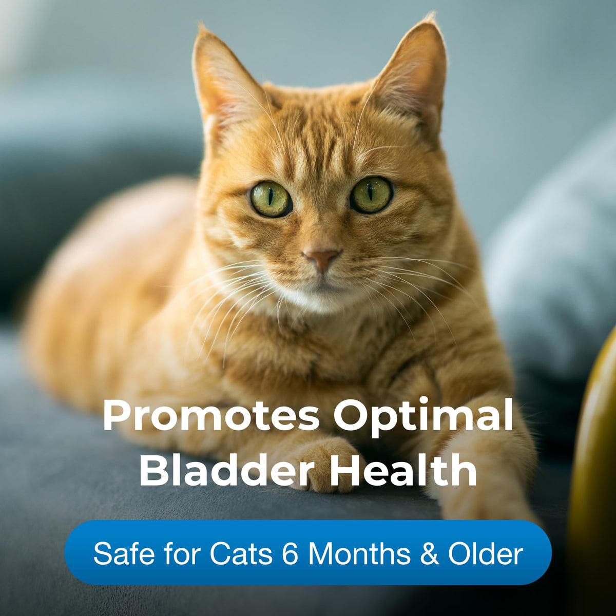 Urinary Tract Gel Supplement for Cats 3.5 oz D9893