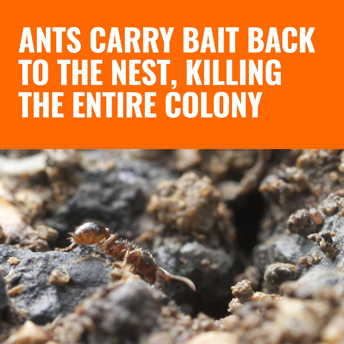Outdoor Liquid Ant Bait Killer and Trap 8 Bait Stations W261090