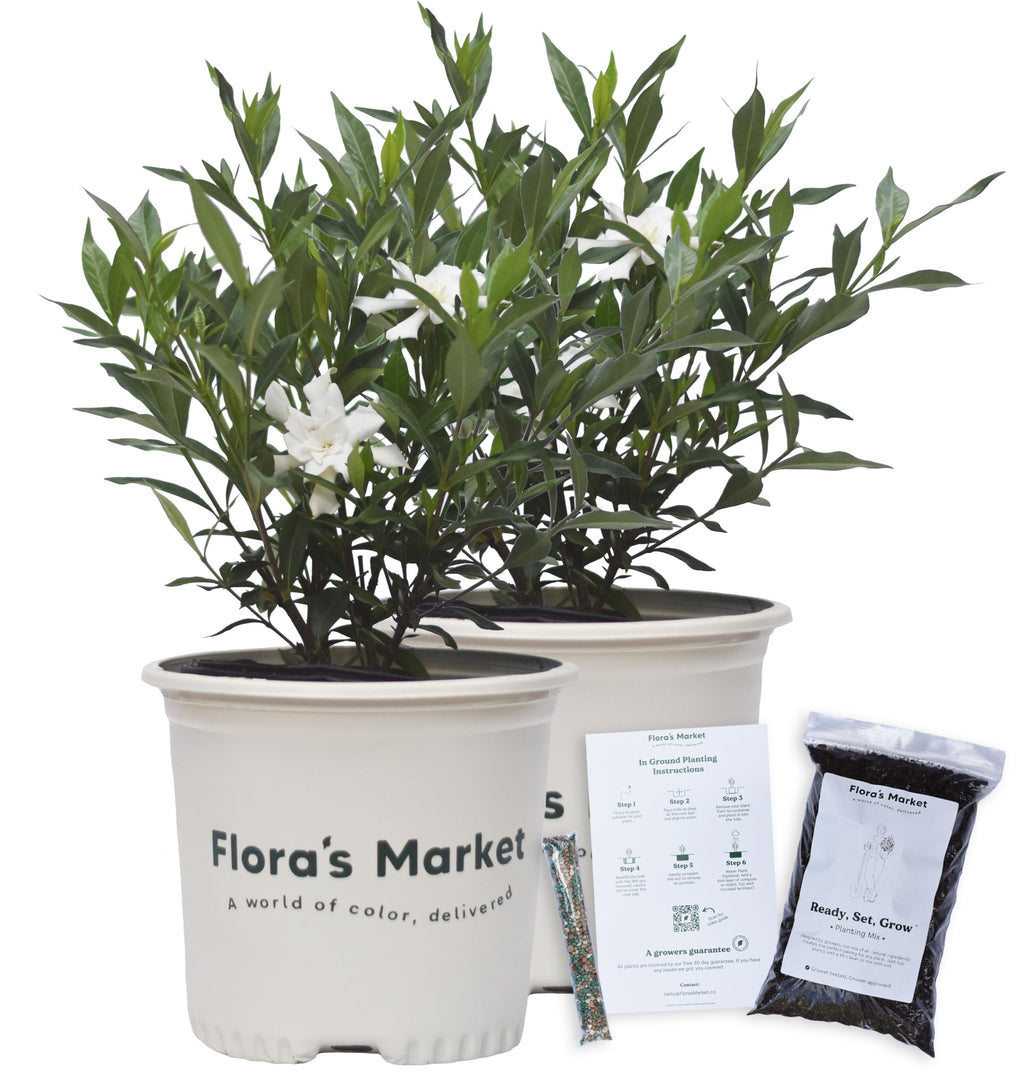 Frostproof Gardenia 1 Gallon V69802