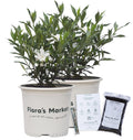 Frostproof Gardenia 1 Gallon V69802
